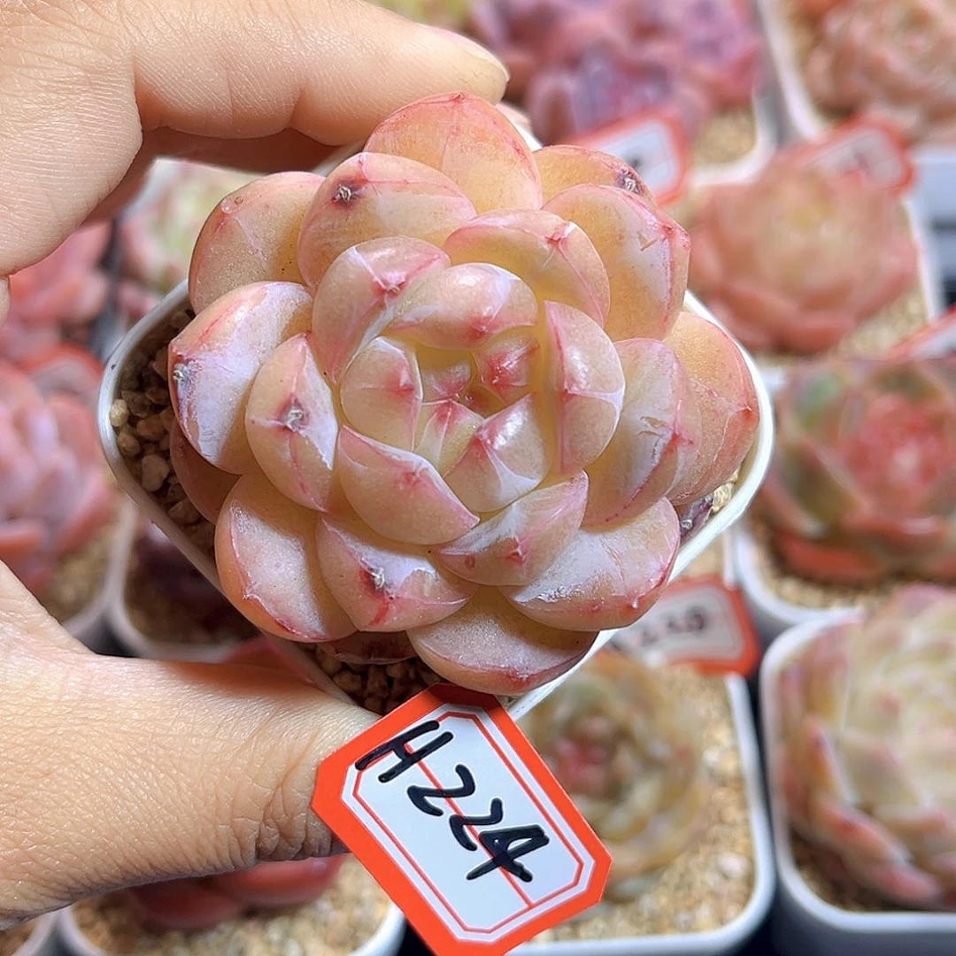 H224  新品珍妮满18包邮