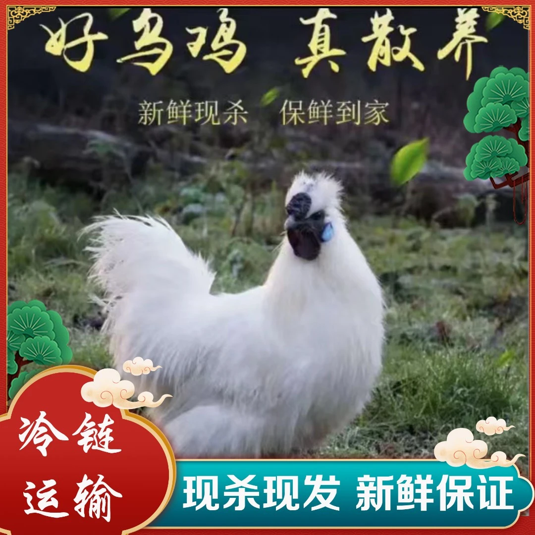 【阿秀土鸡】林间散养白凤乌鸡 发4只净重共8斤 冷链发货