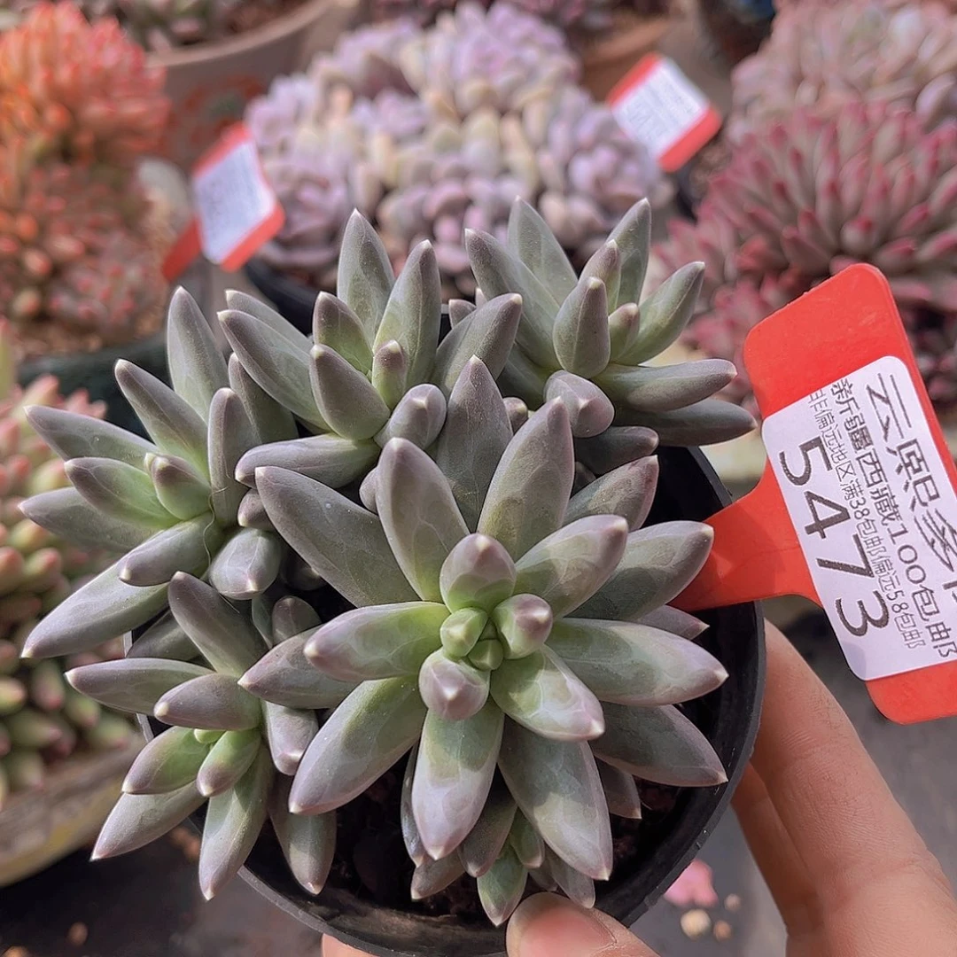 5473乌拉克拉多肉植物