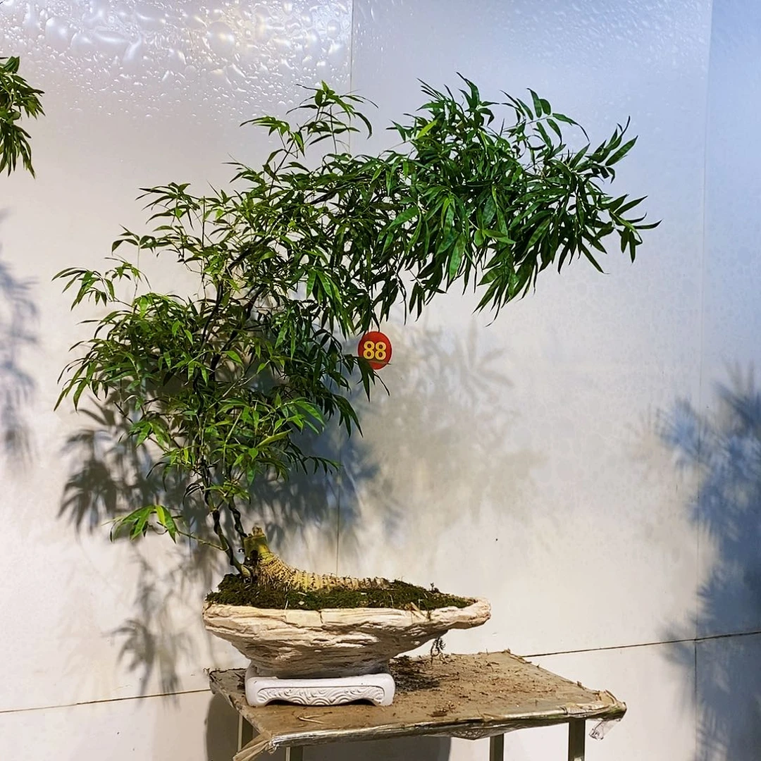 无花朵小叶簕竹一物一拍特价