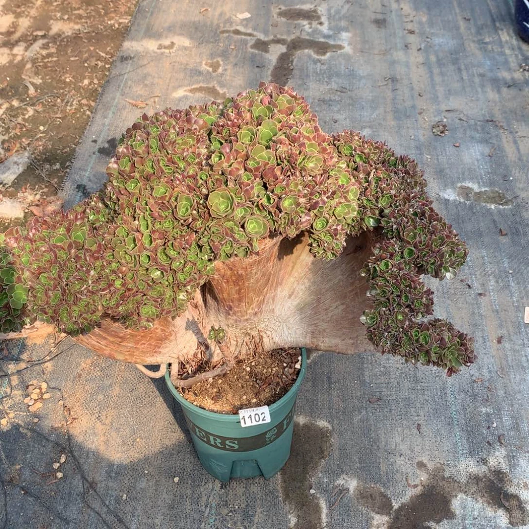 1102玫瑰一颗有切口