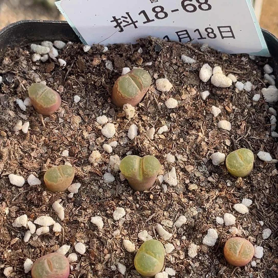 18-68樱花风铃肉锥