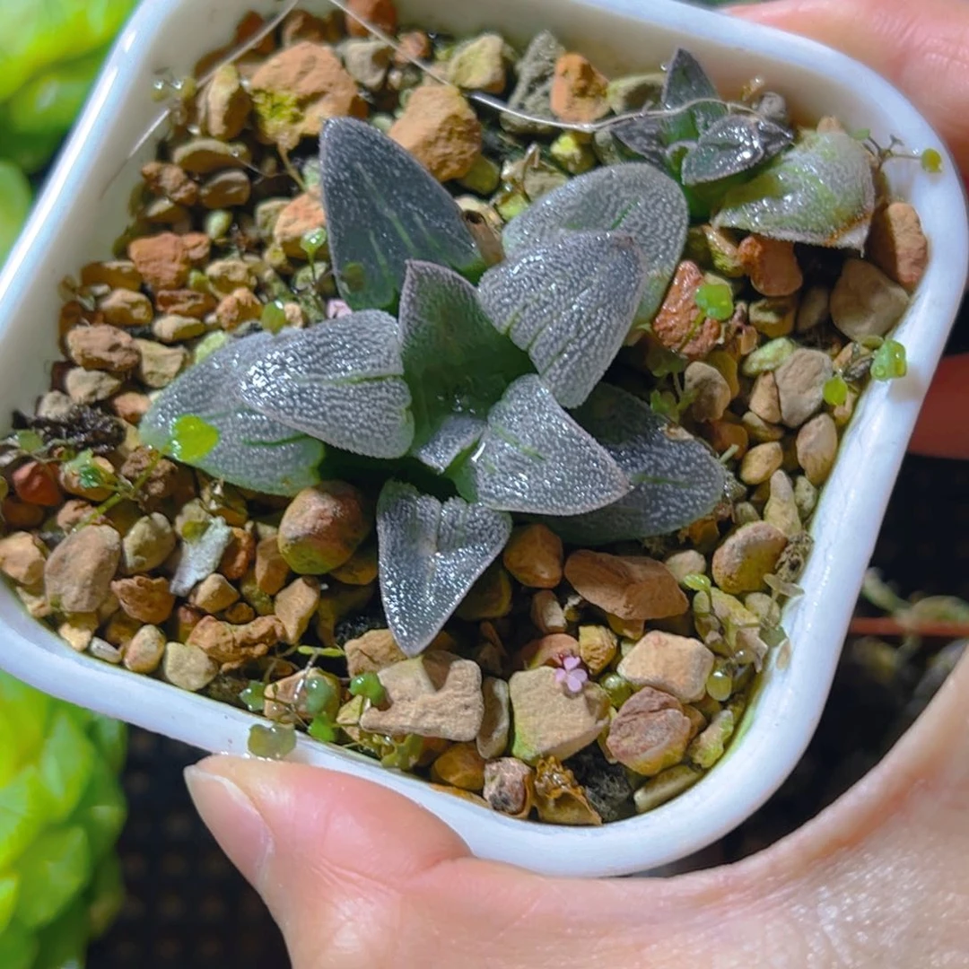 磨面寿万象盆玉露多肉1