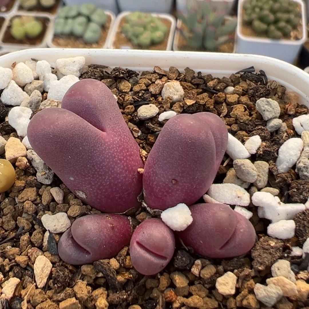 70多肉植物百科植物