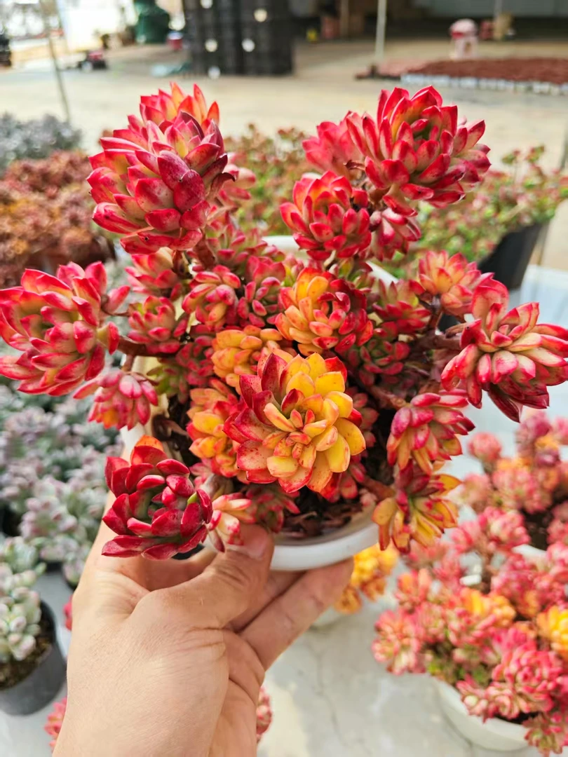 叮当锦（多肉植物）大盆老桩 一年四季不褪色 喜阳喜干燥环境