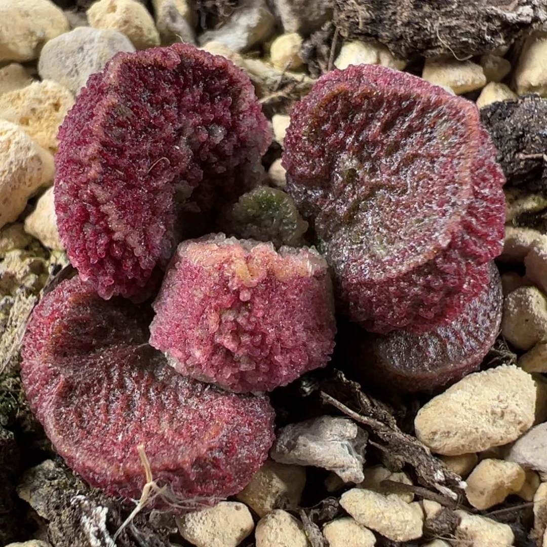 实生新品多肉植物水泡实生新品多肉植物