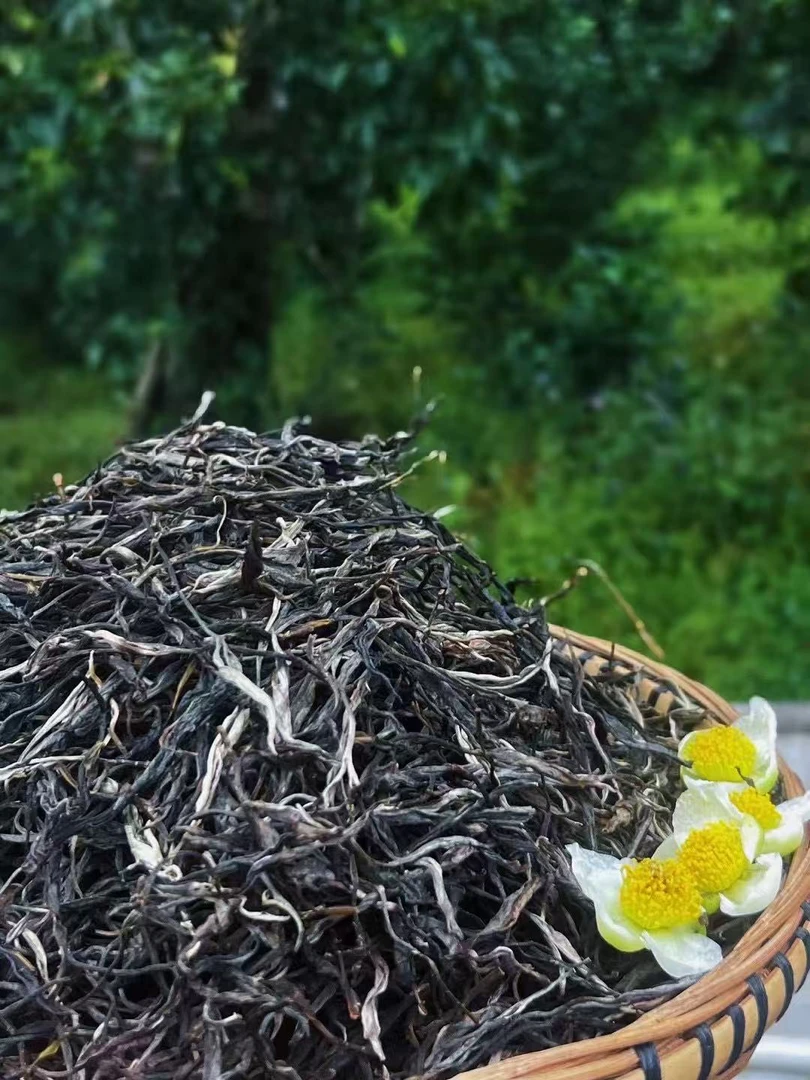 2024年老班章古树单株