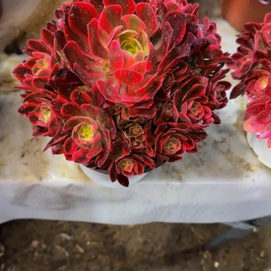 红女郎12.88加急发明天早上八点