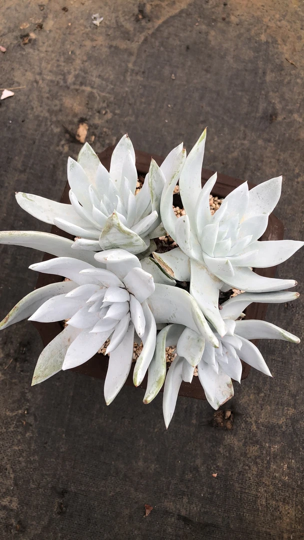 塞丽娜老桩精控 仙气飘飘