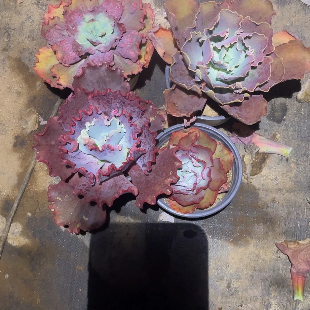 暖***A 60包菜系列多肉植物4棵