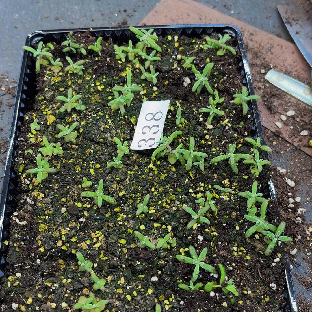 多肉植物多肉植物338