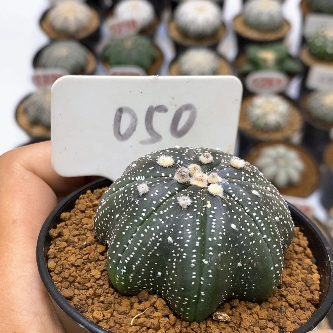 050福利特价咯海星
