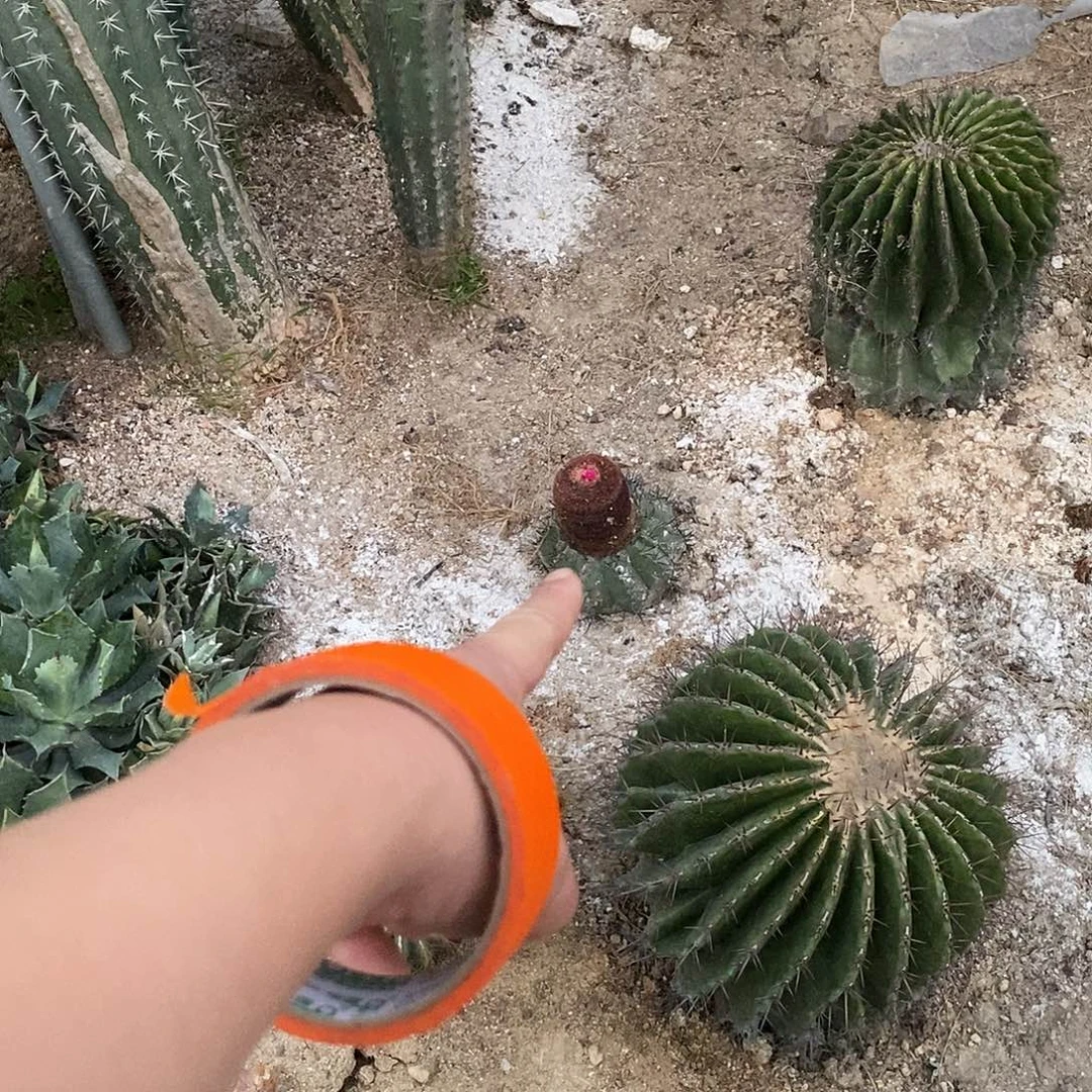 笨***猪000000000090000000