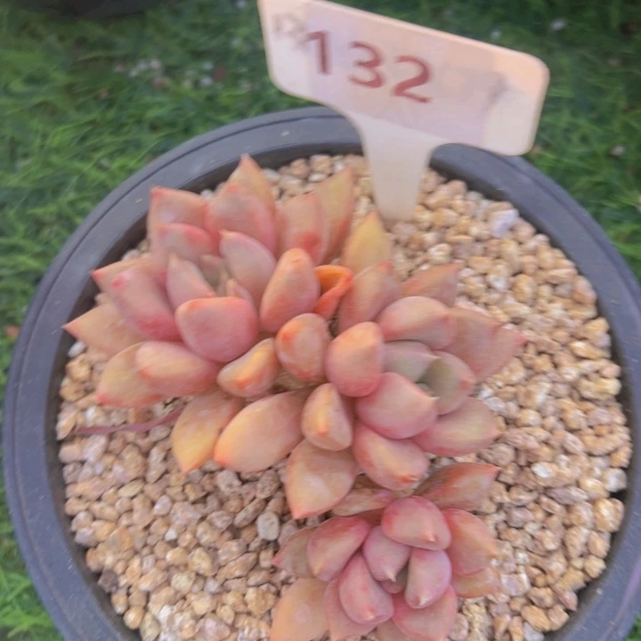 健健康康平平安安