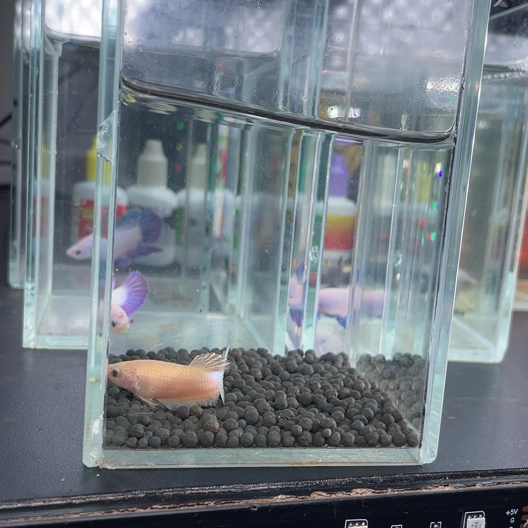 斗鱼24k金母鱼001号