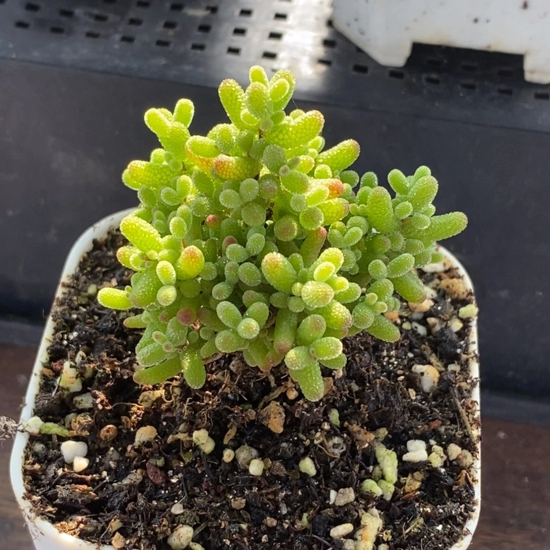 萌***妮橘子糖2835枝干番杏