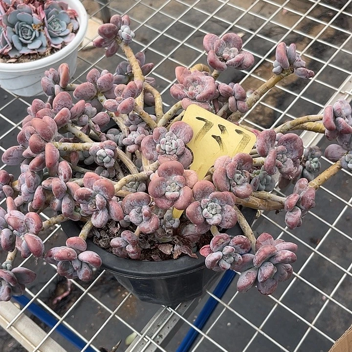 两单包邮，一物一拍，洛神737