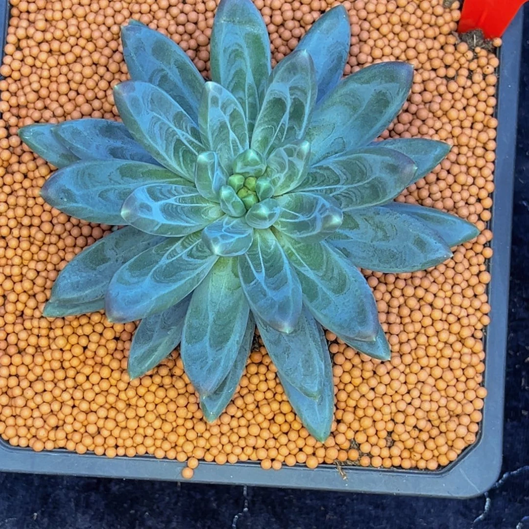心***动小姐姐的多肉植物群生多肉