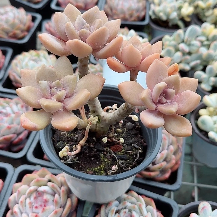 冬梅人多肉植物精品