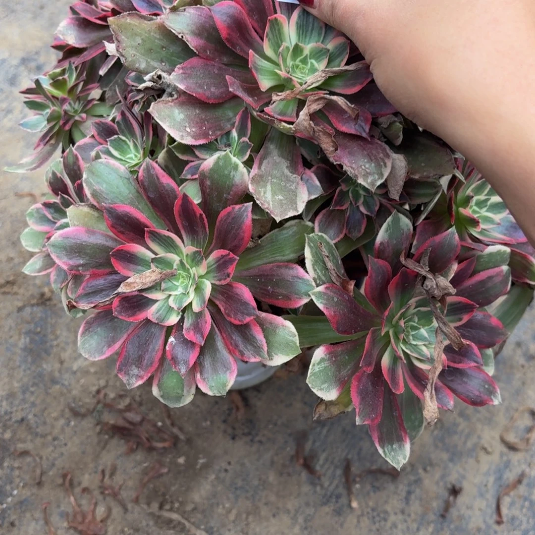 320多肉植物捧花的时候