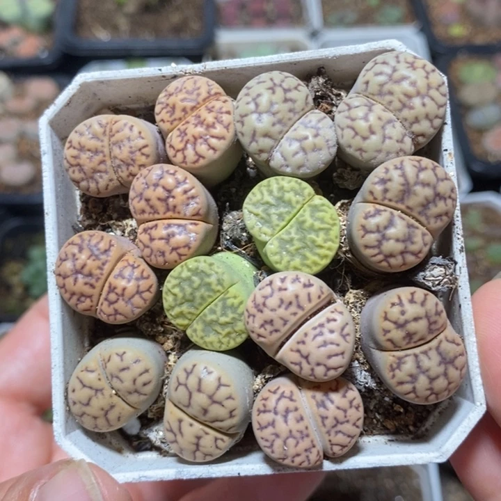 优选雀卵双头特价