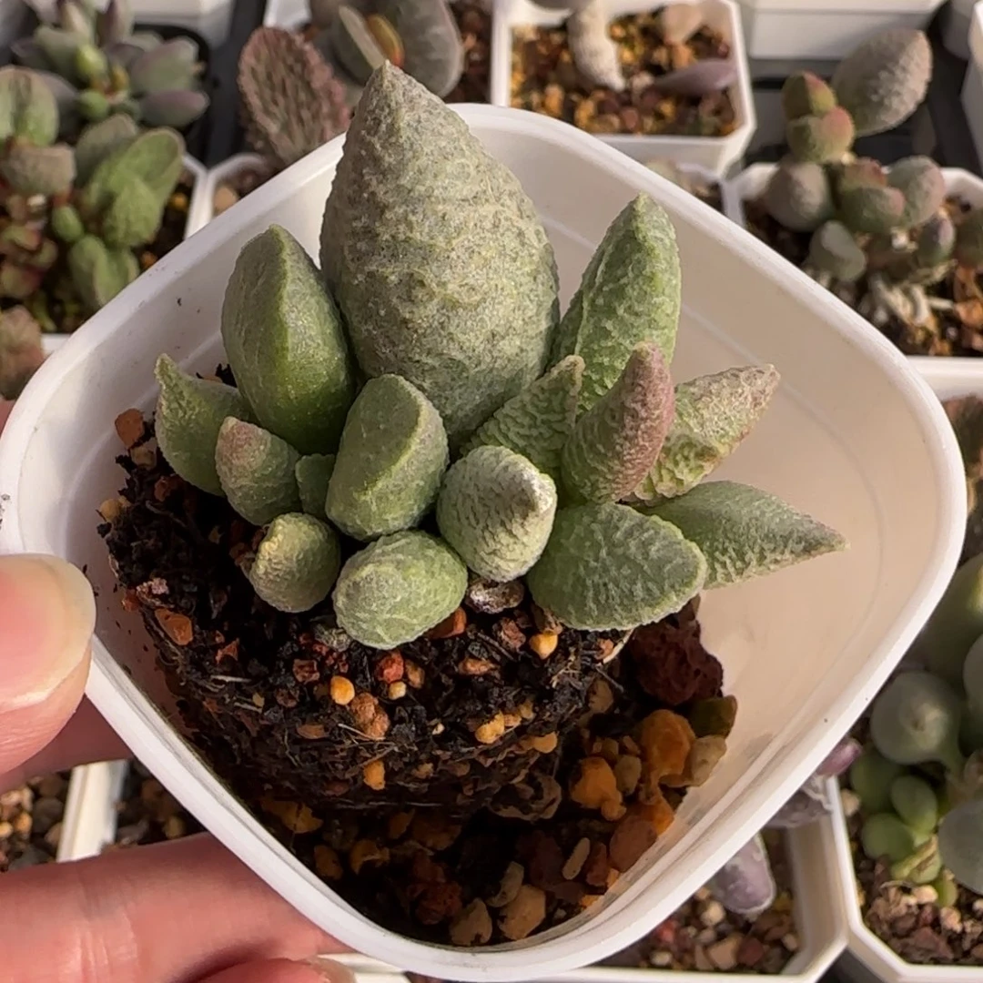 融化纹冰淇淋水泡多肉