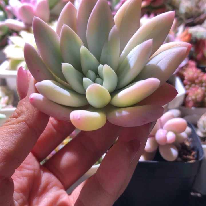 所罗门巨人覆轮锦砍头无根
