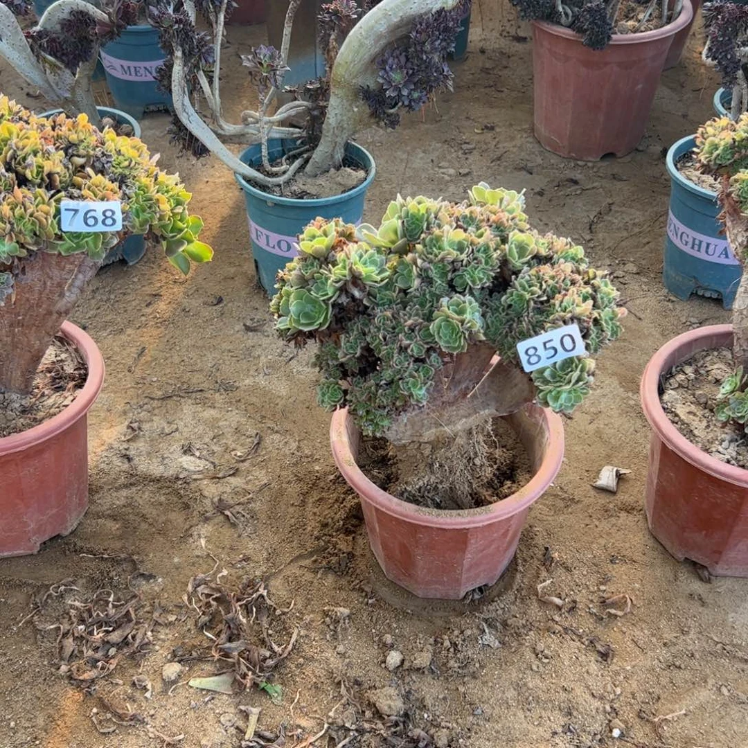 茉***花玫瑰朵有伤850满28包邮