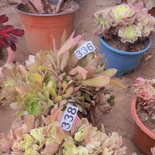 玲***品多肉植物两个法师