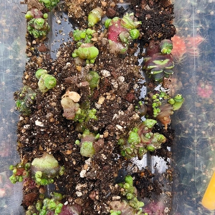 焱****当前无花栽培后可以开花020