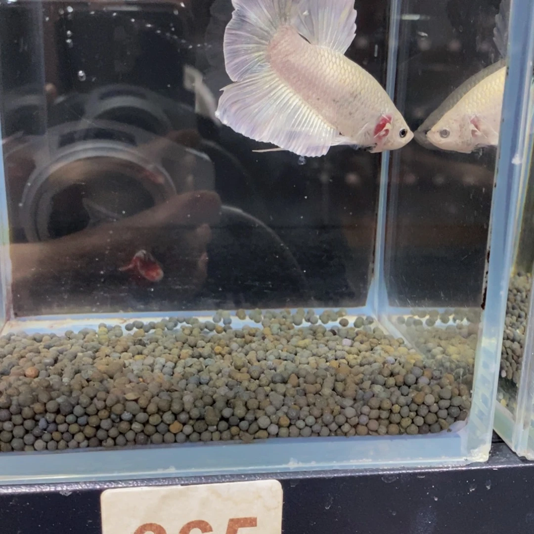 G***i斗鱼365巨斗111111