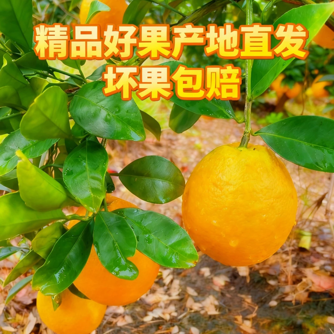 湖南中国柑橘之乡自家赣南脐橙纽荷尔脐橙清甜化渣新鲜采赠开果器