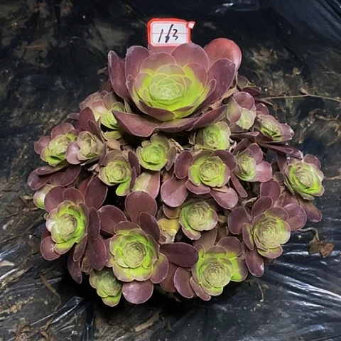 魅金玫瑰捧花法师163号