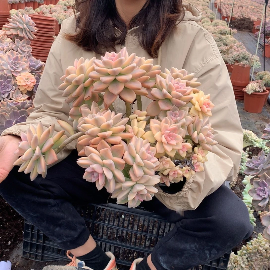 80 淡雪锦朵朵缀 一物一拍