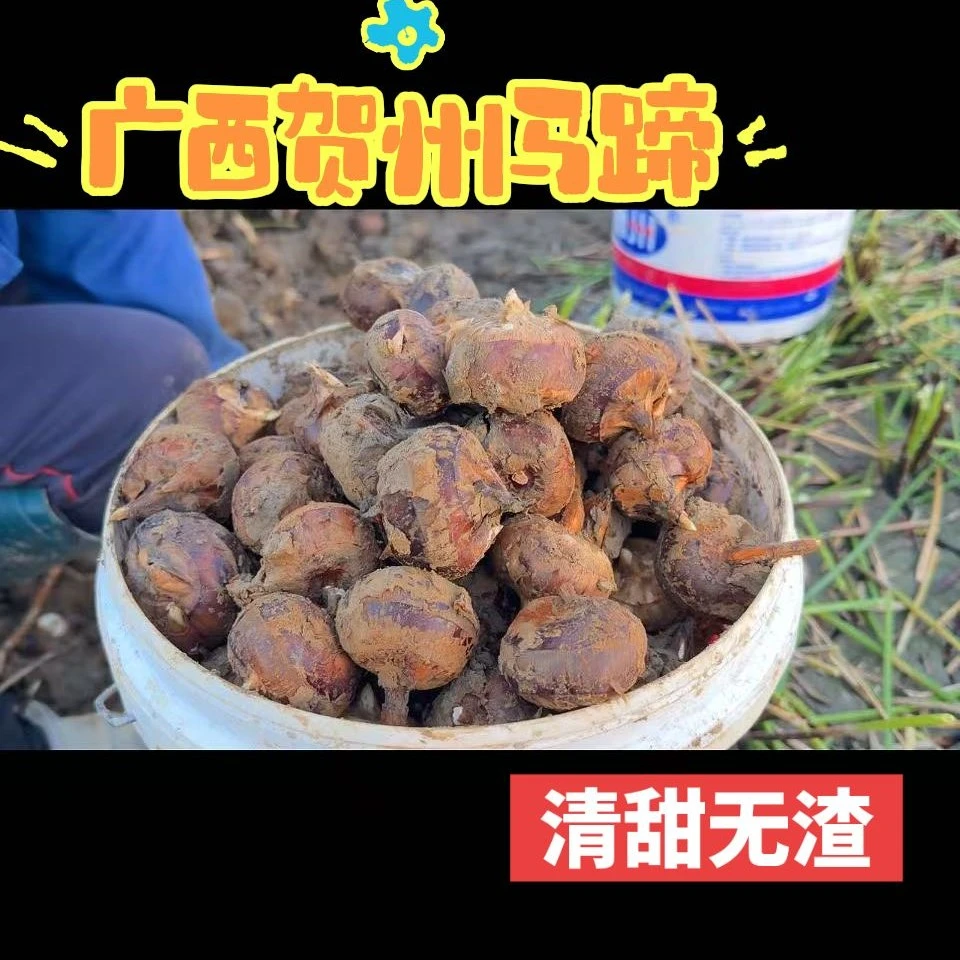 广西贺州市应季水果马蹄荸荠皮薄肉厚多汁