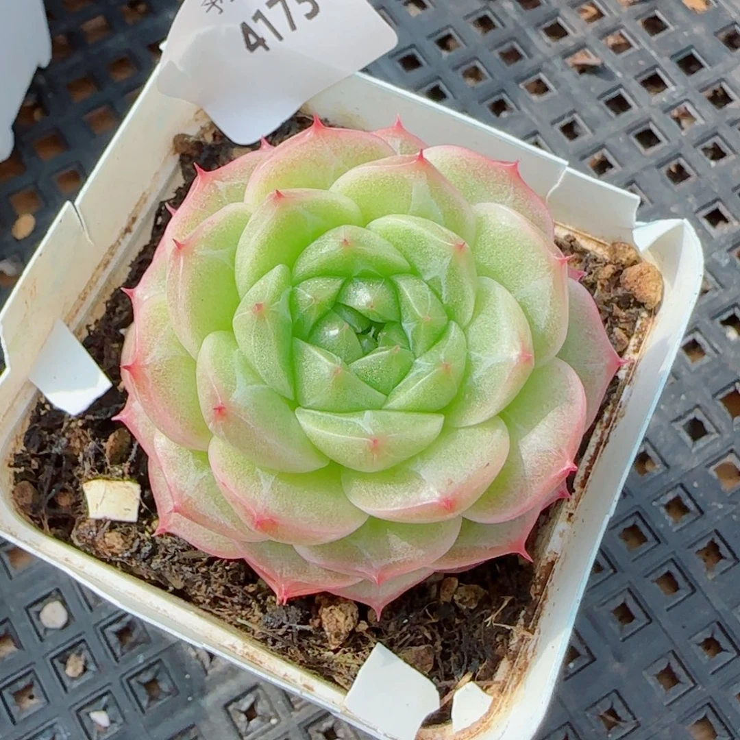 青梅，4173多肉植物