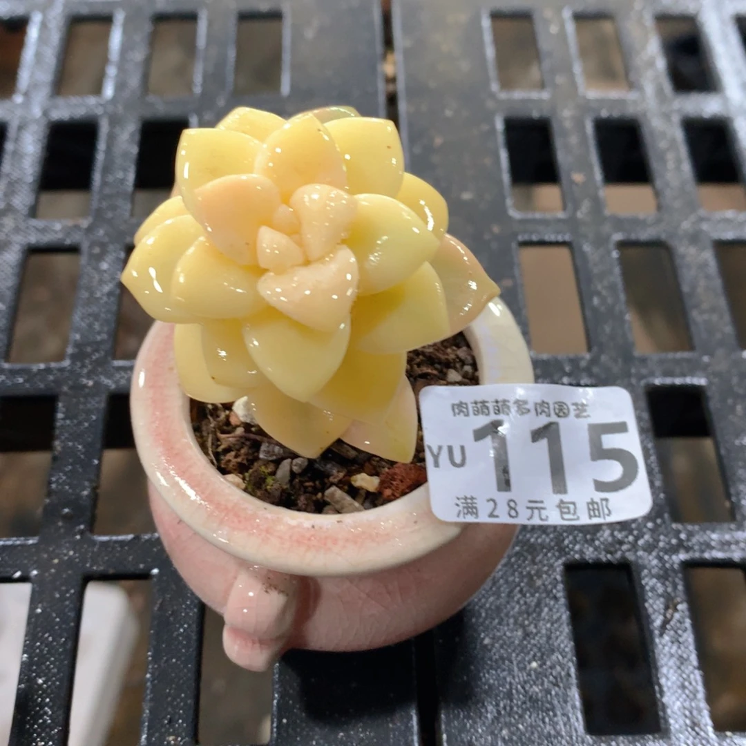 肉萌萌拇指盆精控多肉YU115
