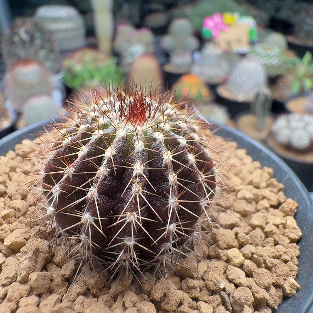 实生紫皮尤伯球脱土发货