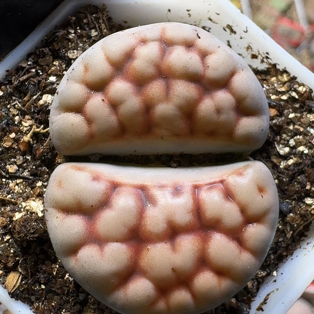 晚***庭生石花111111。 190