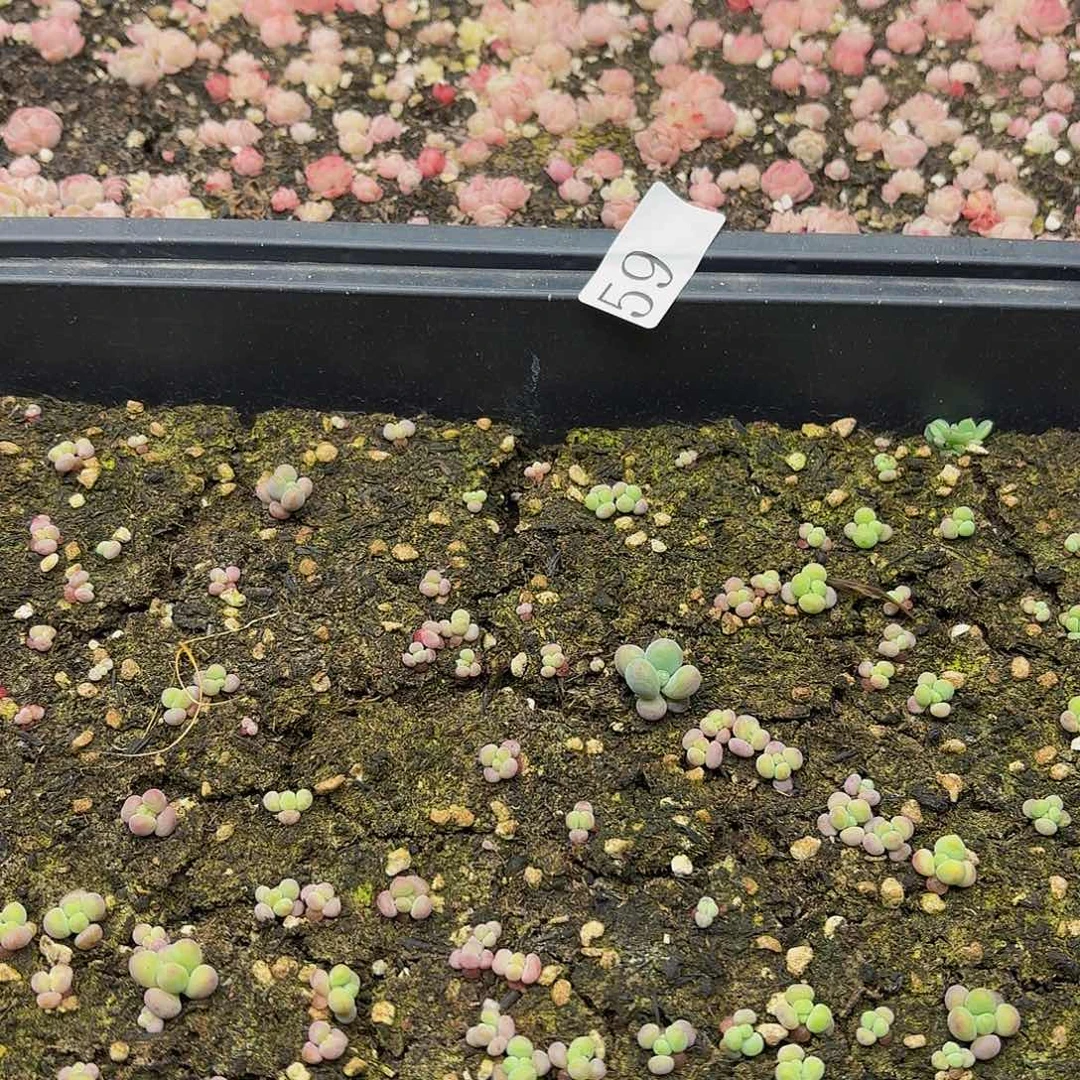 多肉植物多肉植物59