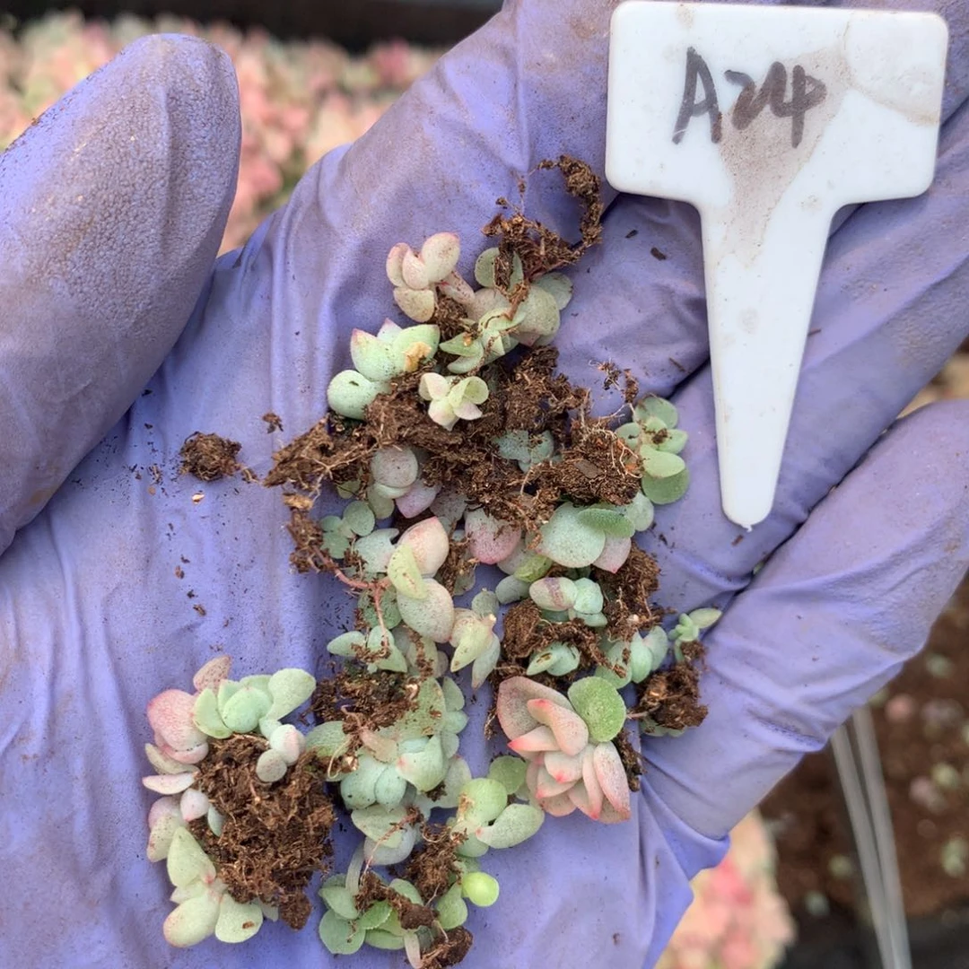 A24甘露寺播种包邮