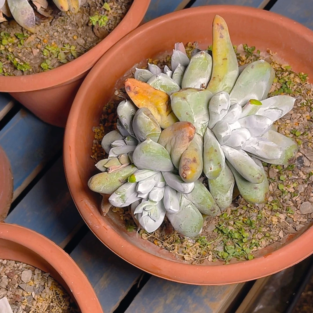 【闪购商品】拇指拇指