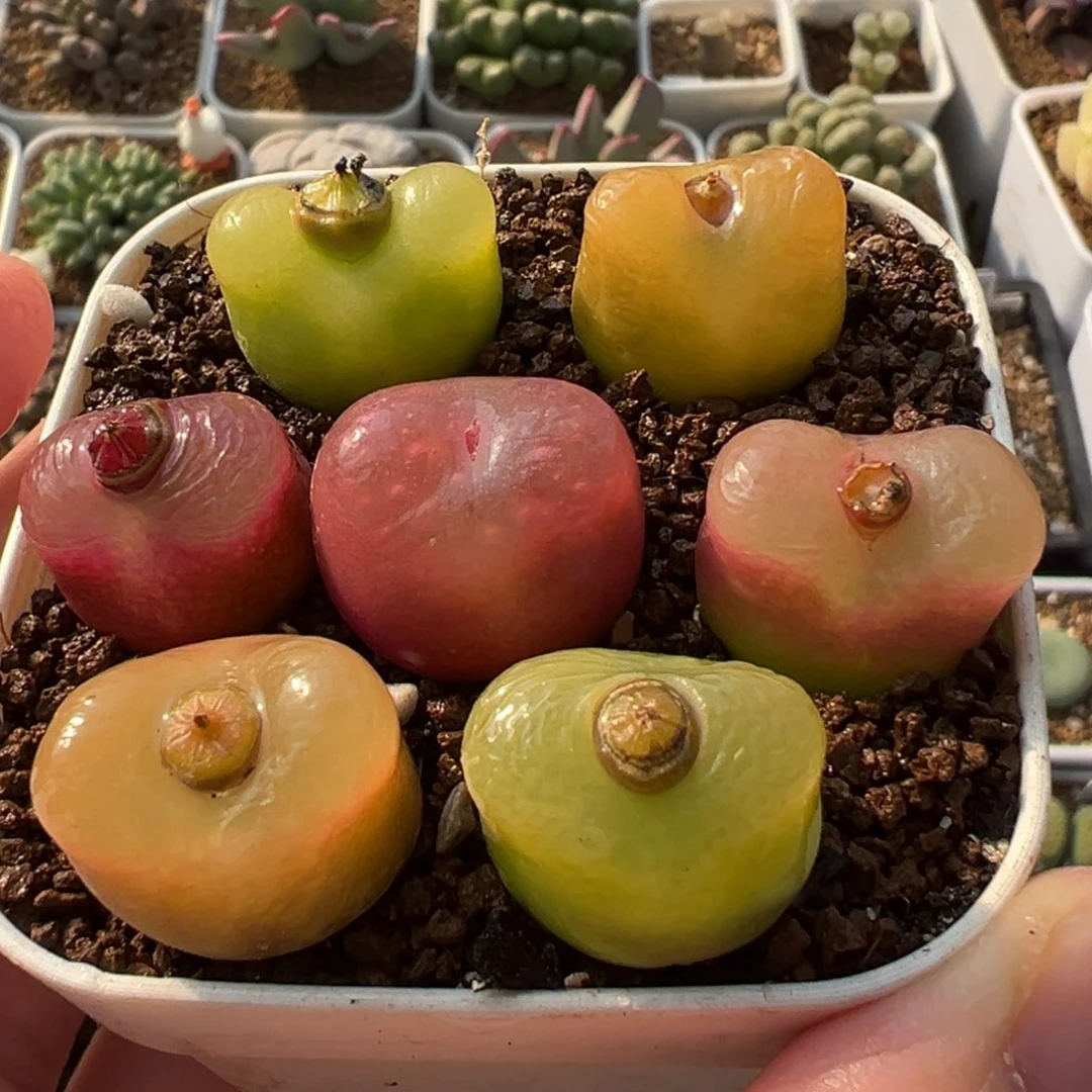 7棵彩虹母本组合多肉