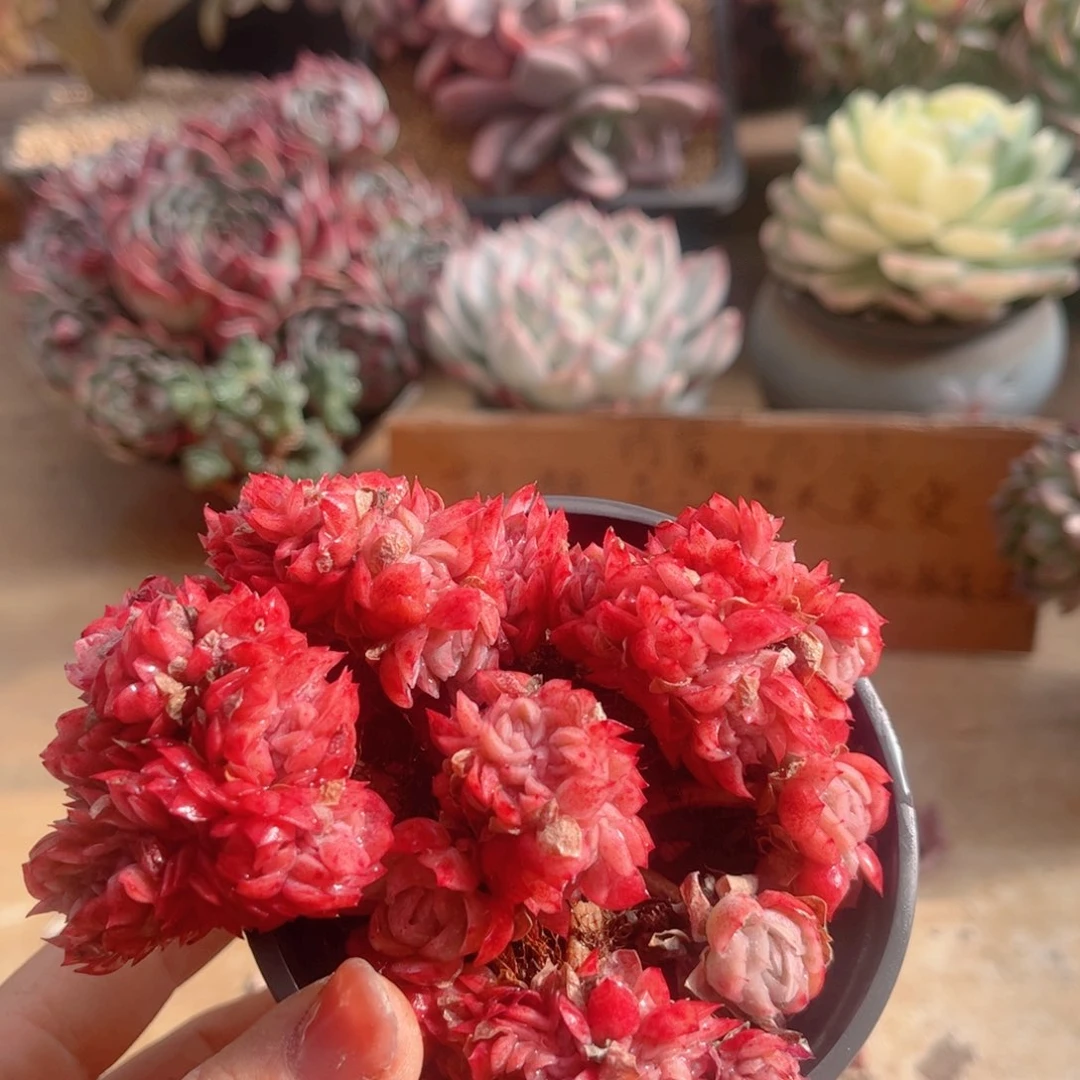 237贝瑞缀德华多肉