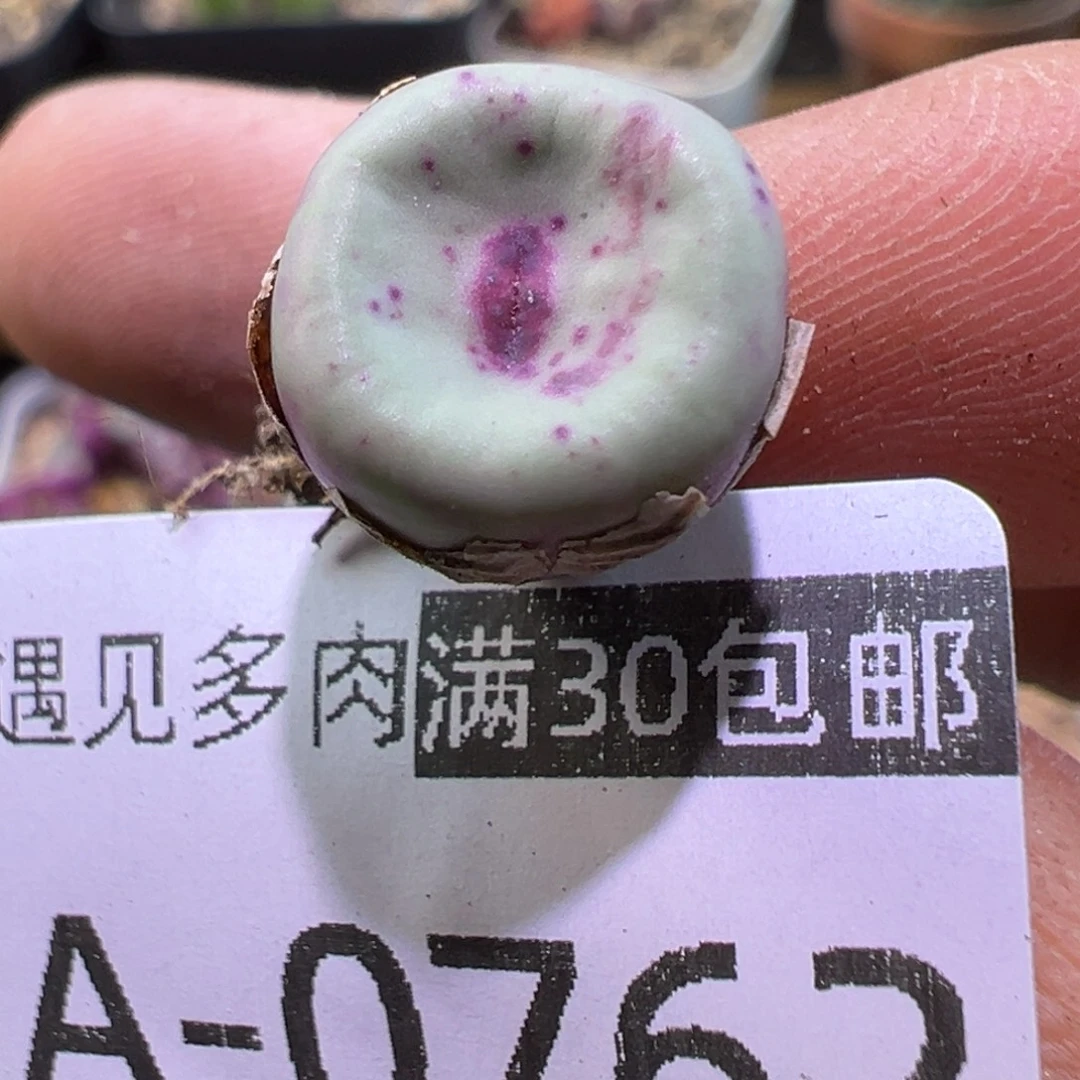 多肉植物1111111111111