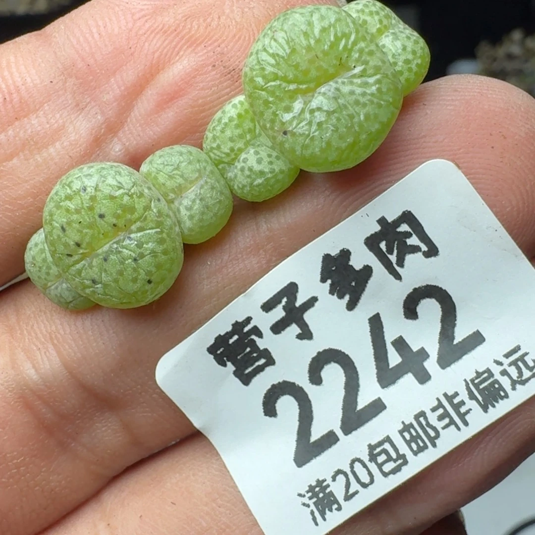 小金桔。