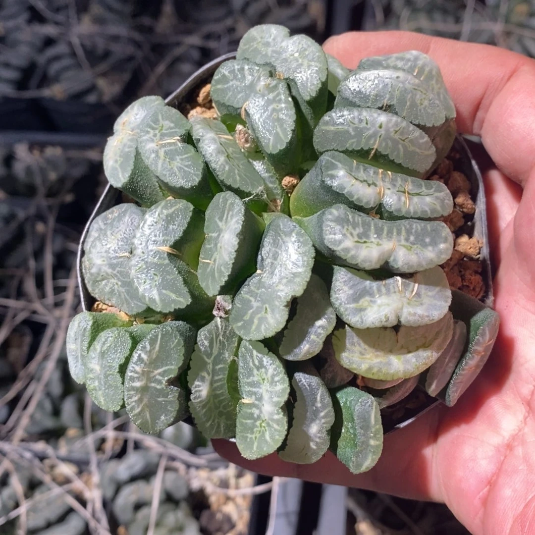 17162 一颗玉扇群。618福利。