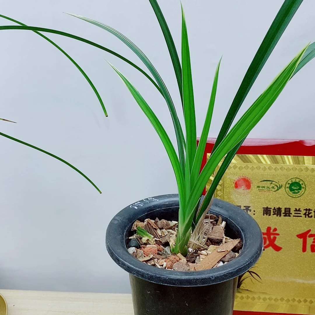 当前无花栽培后可以开花仙