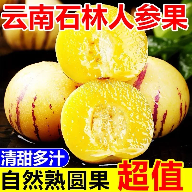 【树熟】正宗云南石林人参果树熟黄心新鲜水果现摘清甜多汁产地直发