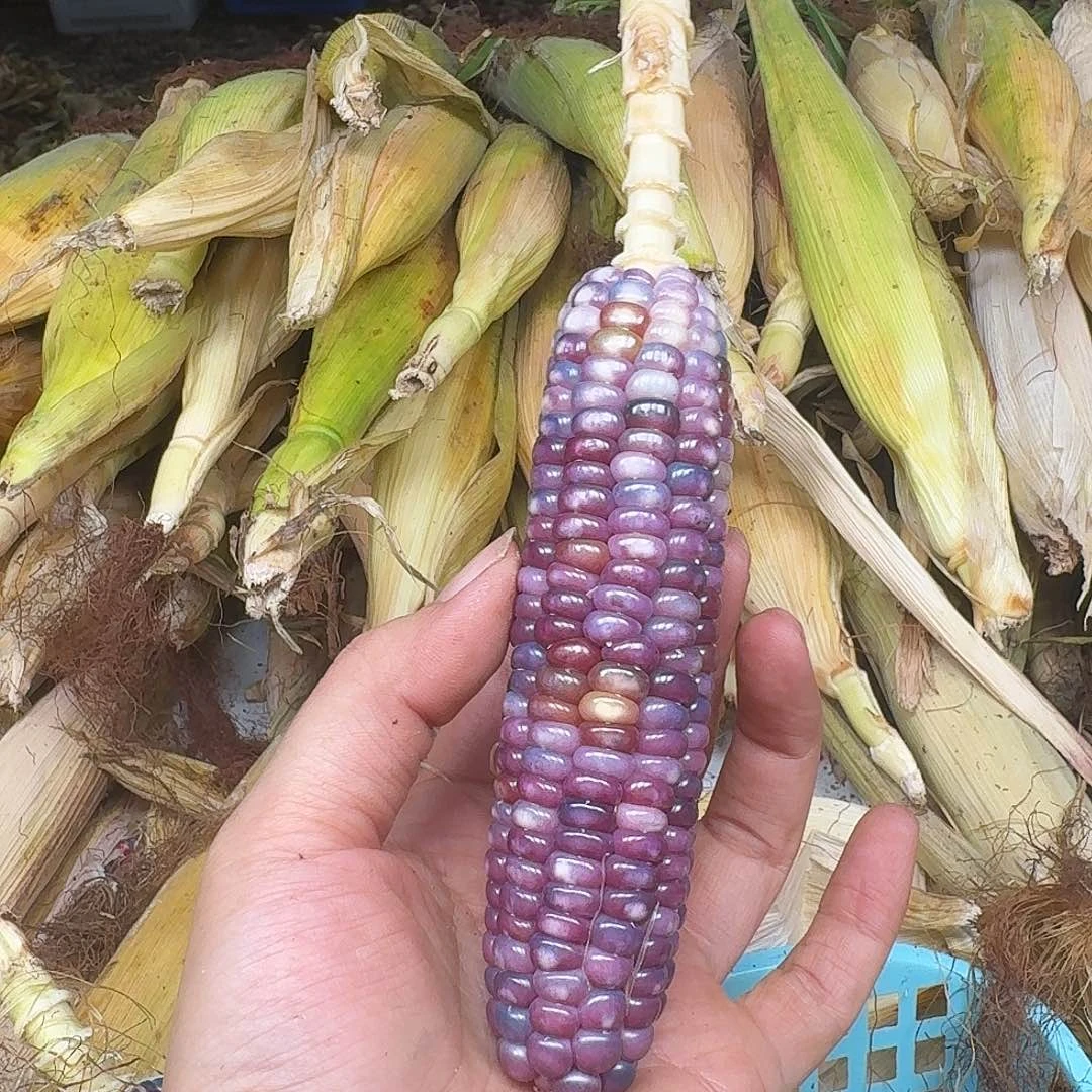 卡***奇梦之城文玩玉米碰碰